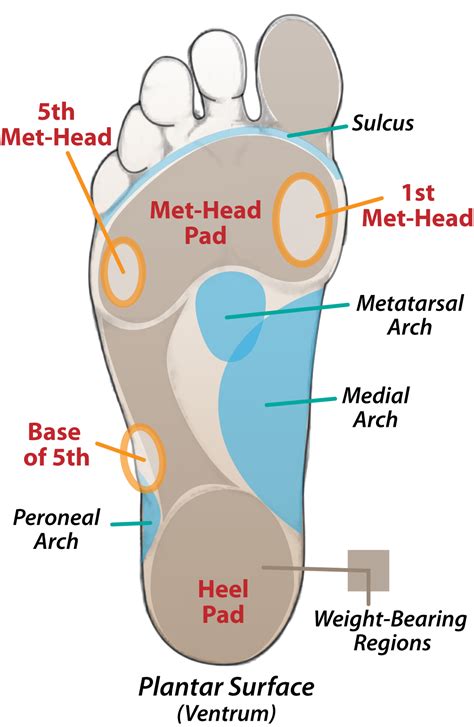 pictures of bottom of foot|anatomical term bottom of foot.